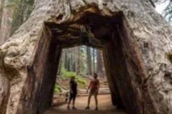 世界上最奇特的树