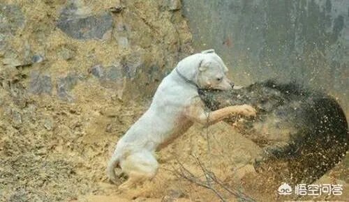 杜高犬打猎怎样?