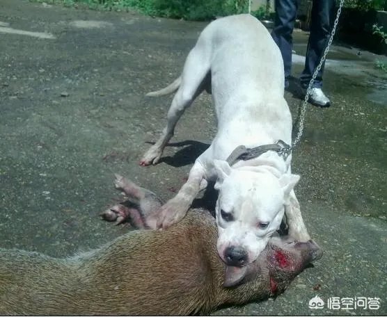 杜高犬打猎怎样?