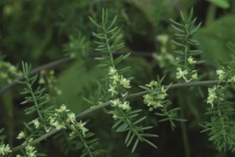 强盗药三百棒图片