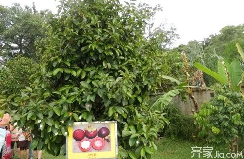 山竹树图片 一起来认识一下山竹树吧