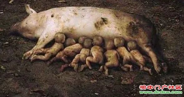 云南宜良县母猪生下男婴是不是真的啊