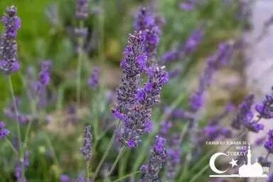 佳能g1x3深度评测(佳能G1 X III性能全解析)