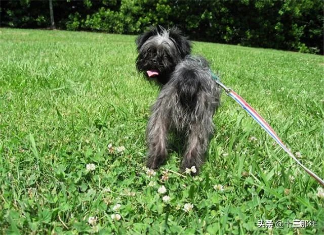 如何评价王珞丹微博挂寻鸭启事?