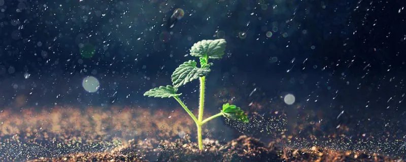 入伏下雨有什么说法