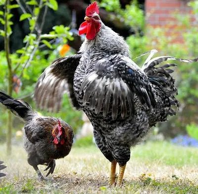 2017年的禽流感过了吗 禽流感来临时应注意什么