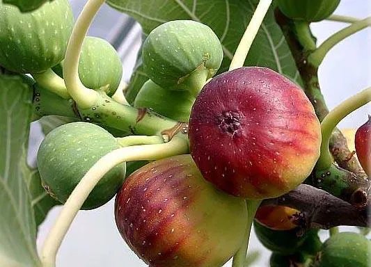 无花果为什么叫无花果蚂蚁庄园