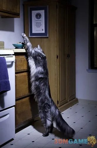 世界之大无奇不有 吉尼斯世界纪录大全2012版