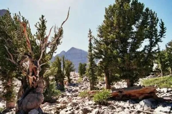 世界上最奇特的树