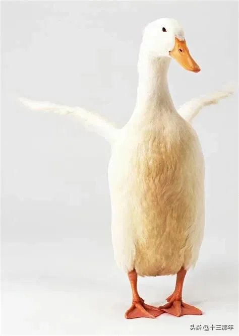 如何评价王珞丹微博挂寻鸭启事?