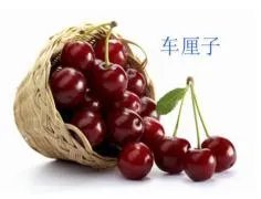 车厘子和樱桃有什么区别？是同一种水果吗？