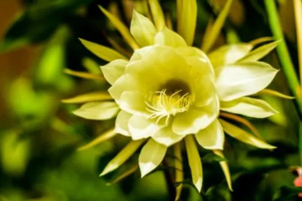 居民家中昙花4个月开了3次,这是什么原因?