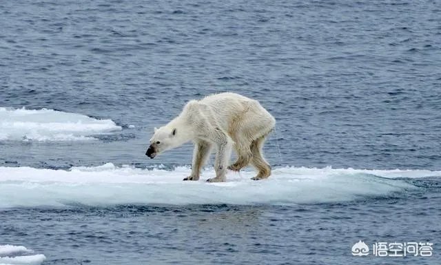 近来北极圈罕见32℃高温，高温成因是什么？北极熊受此影响会走向灭绝吗？