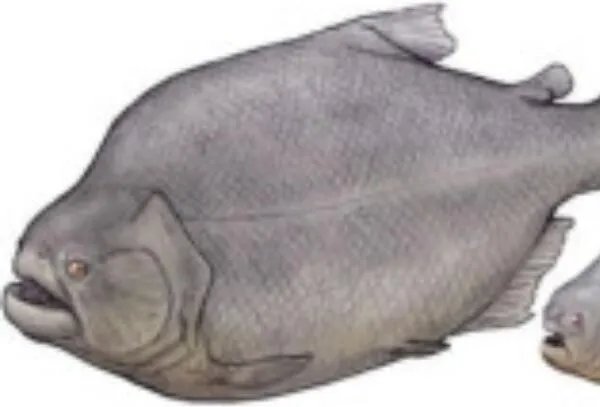 帕兰巨食人鱼：长达1米，双颌咬合力惊人(自身体重35倍)