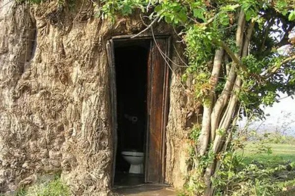 世界上最奇特的树