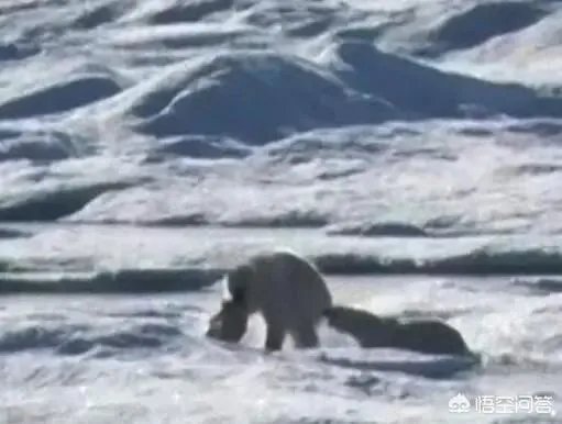 近来北极圈罕见32℃高温，高温成因是什么？北极熊受此影响会走向灭绝吗？