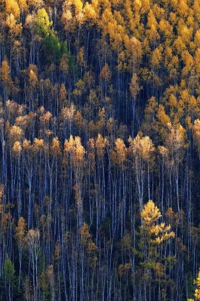 牧民为保护羊群打死狼(内蒙古徒手杀狼)