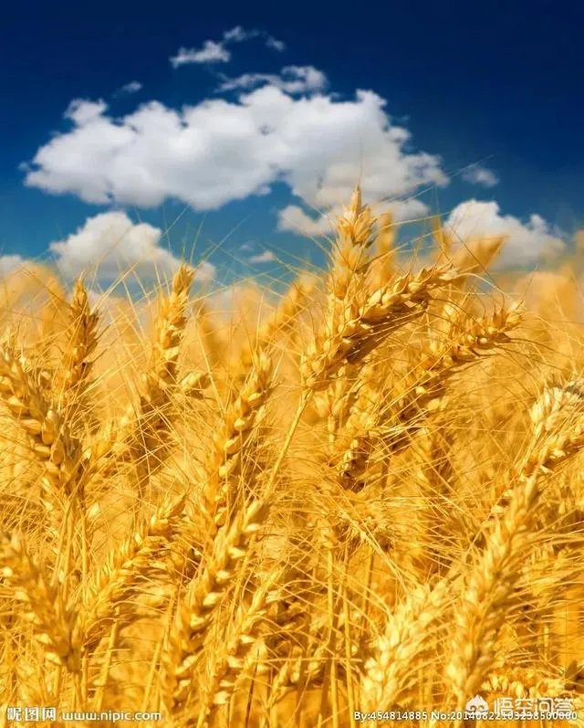 西安村民将麦田设为临时停车场收费遭质疑,你怎么看?