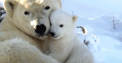 近来北极圈罕见32℃高温，高温成因是什么？北极熊受此影响会走向灭绝吗？