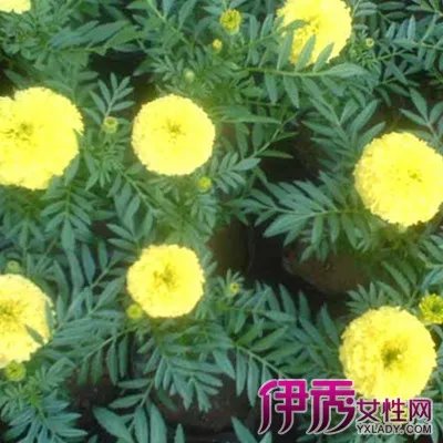 常见花卉图片及名称介绍