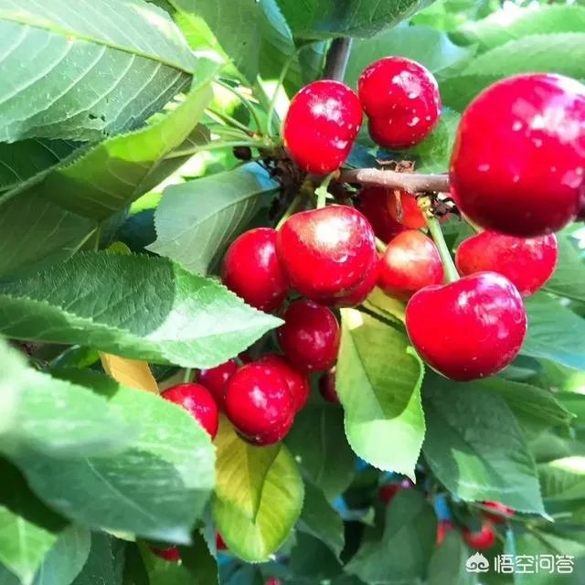 车厘子和樱桃有什么区别？是同一种水果吗？