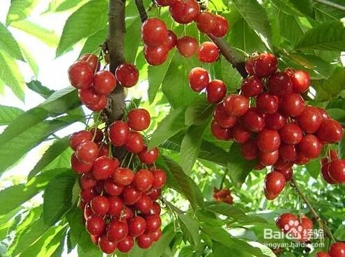 车厘子和樱桃有什么区别？是同一种水果吗？