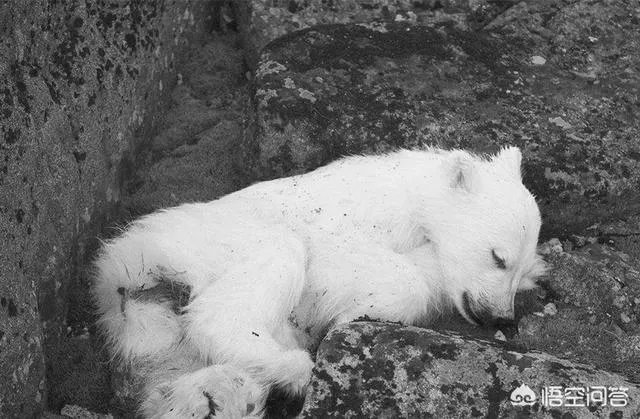 近来北极圈罕见32℃高温，高温成因是什么？北极熊受此影响会走向灭绝吗？