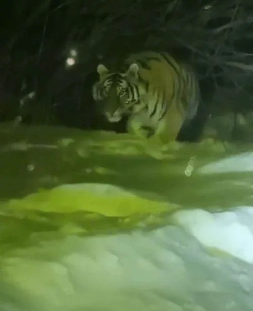 女子下班途中偶遇东北虎,应该控制野生动物吗?