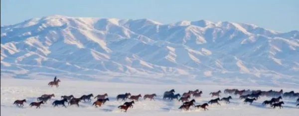 新疆昭苏万马雪中奔腾,这一磅礴景观有吸引到游客吗?