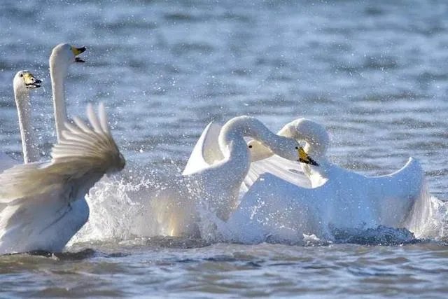上联:短歌谁和，风动梨花朵。下联怎么对？