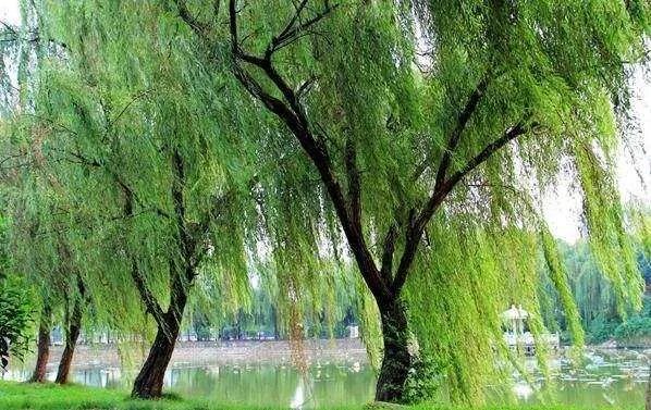 有心种花花不开