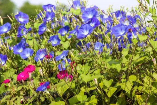 一退休专家牵牛花嫁接种出空中红薯，这是怎么做到的？