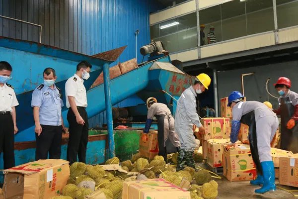 49吨榴莲销毁成有机肥,这具体是怎么一回事?