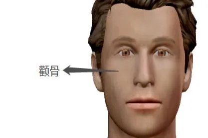 颧骨是哪里图片