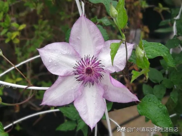 养花有什么论坛可以看看？就是人们可以发帖讨论那种？