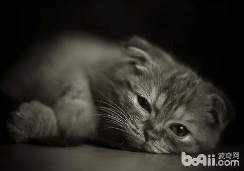 猫咪配种要注意什么？