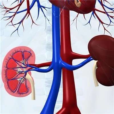 肾病病人不能吃什么