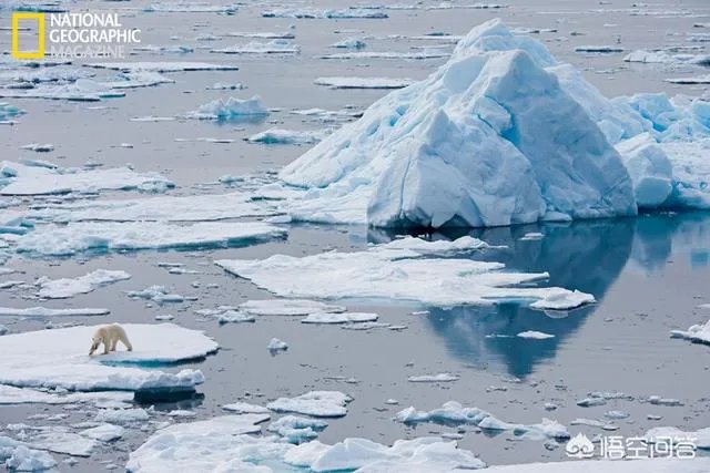 近来北极圈罕见32℃高温，高温成因是什么？北极熊受此影响会走向灭绝吗？