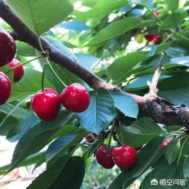 车厘子和樱桃有什么区别？是同一种水果吗？