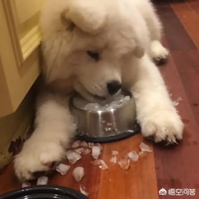 狗狗夏天能吃冰的吗?