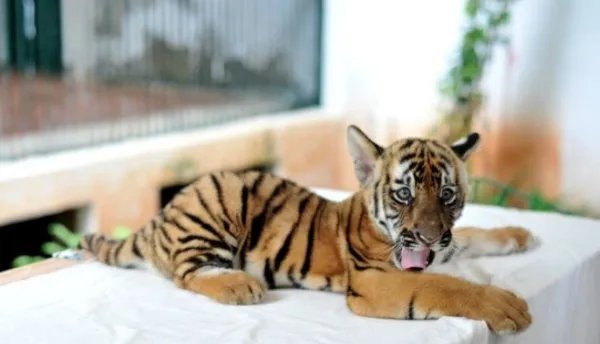 广州动物园成功繁殖的华南虎状态如何?