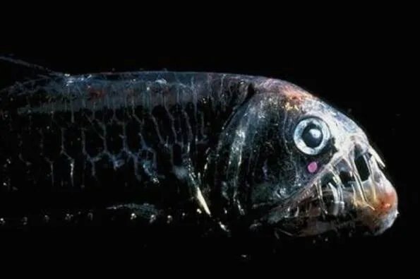 世界上最丑的十种鱼 尖牙鱼上榜,第九性情凶猛