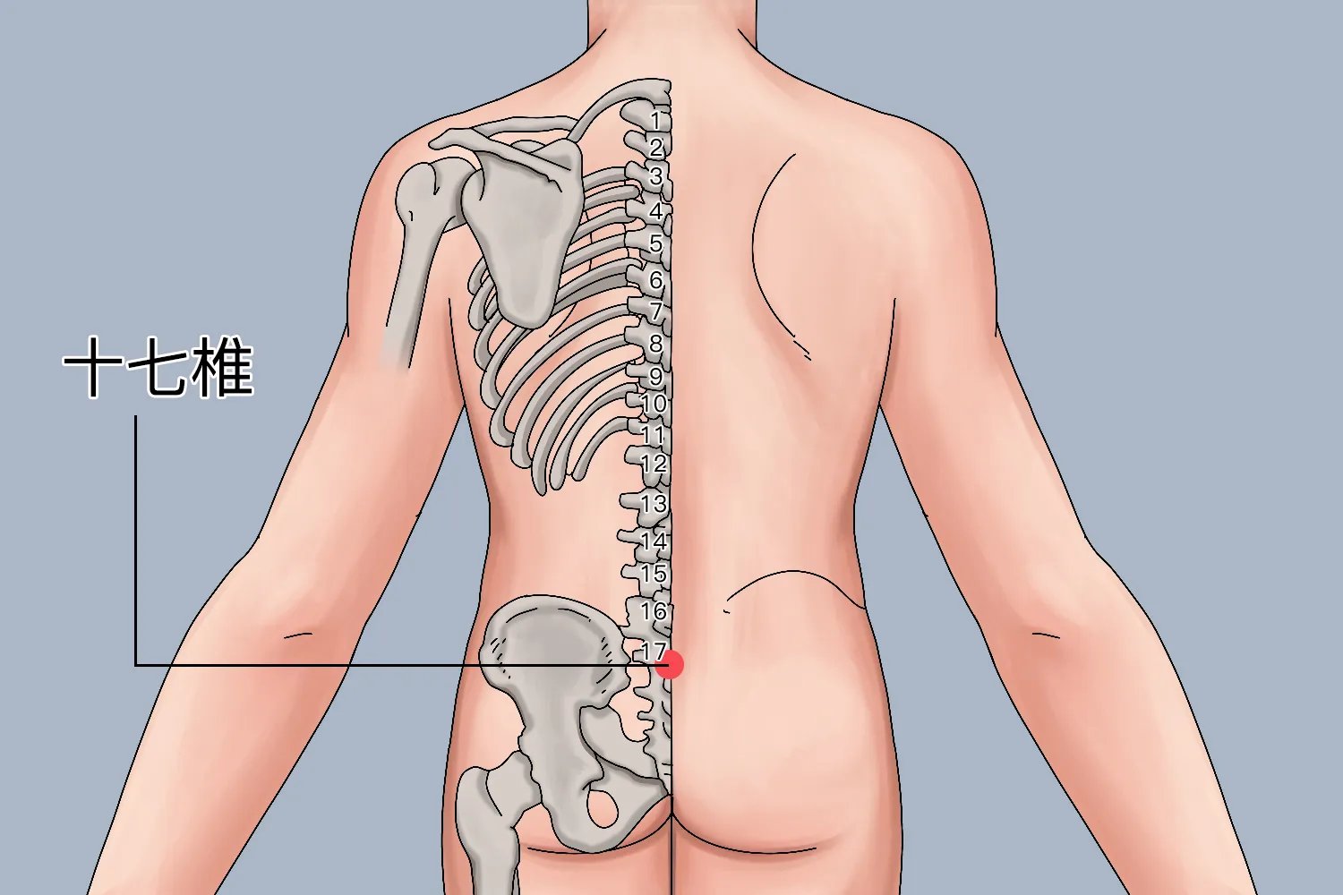 十七椎的准确位置图