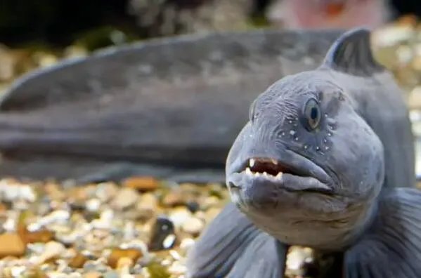 世界上最丑的十种鱼 尖牙鱼上榜,第九性情凶猛