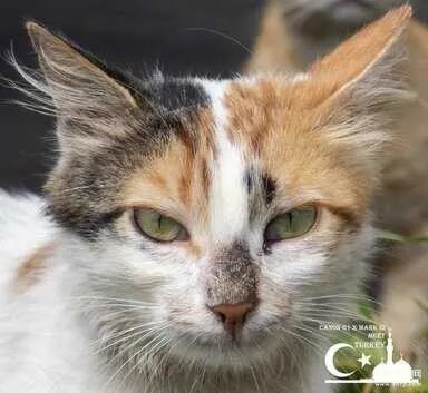 佳能g1x3深度评测(佳能G1 X III性能全解析)