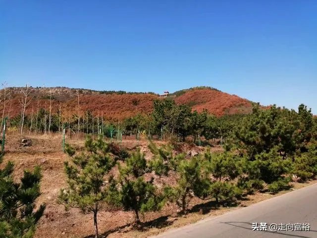 山区养殖什么好？