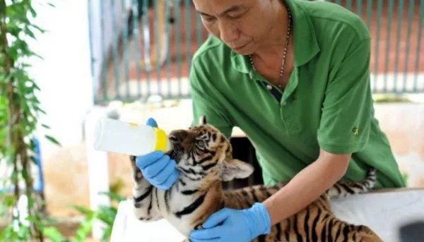 广州动物园成功繁殖的华南虎状态如何?