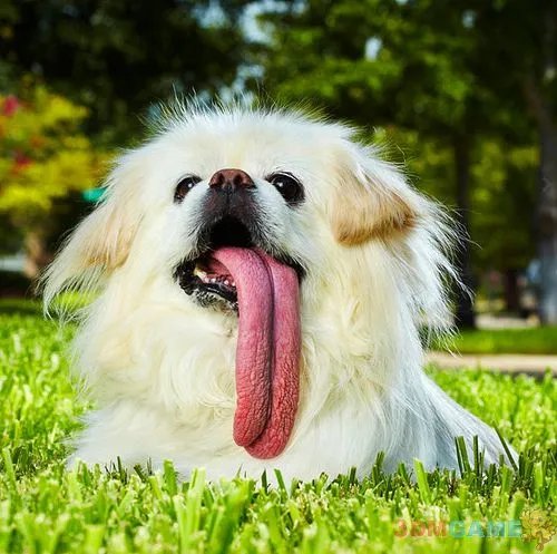 世界之大无奇不有 吉尼斯世界纪录大全2012版