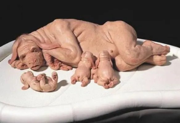 猪人是真的吗：关于猪人报道真相揭秘（图）