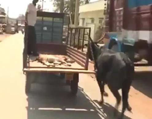 哪个国家母牛追车护送小牛？